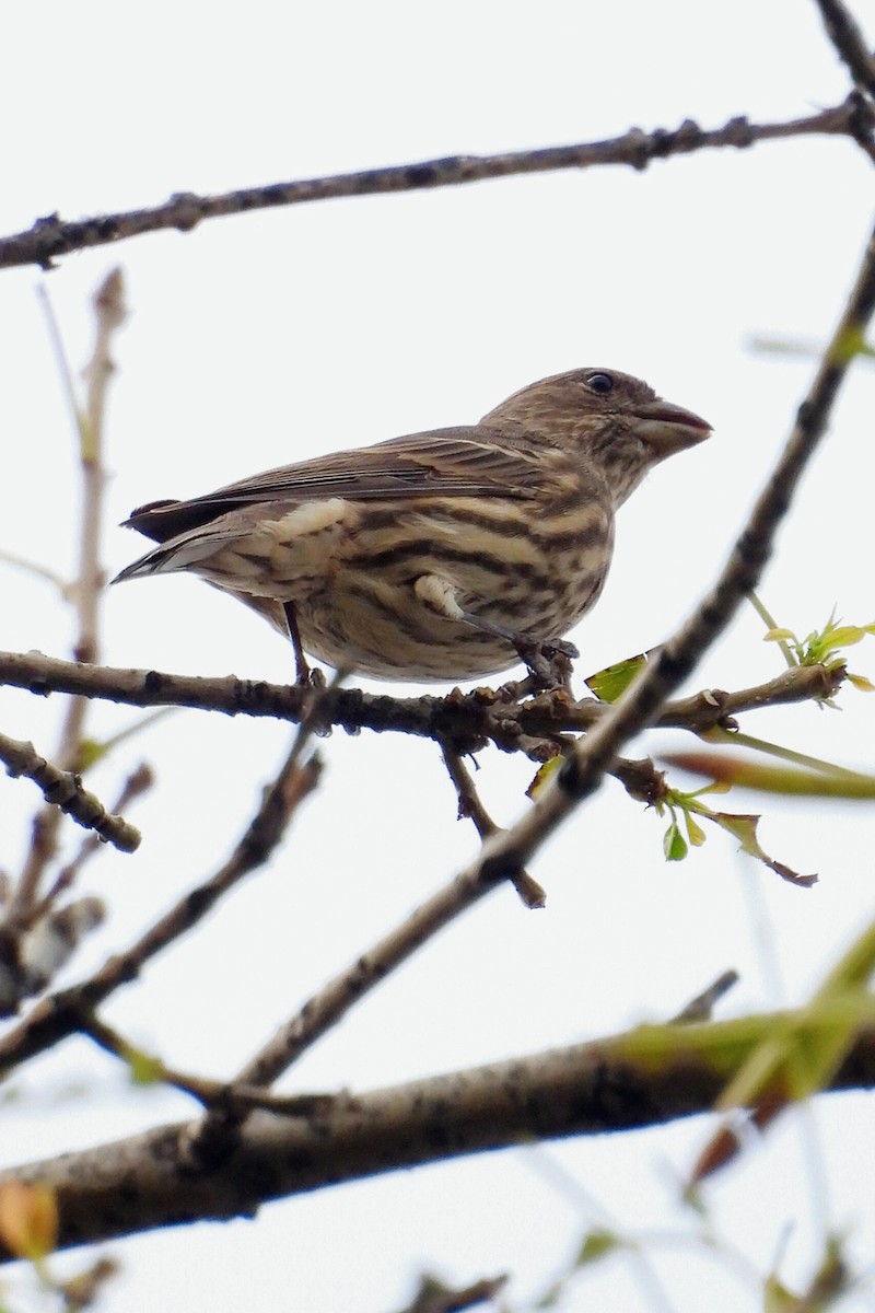 House Finch - ML644272818
