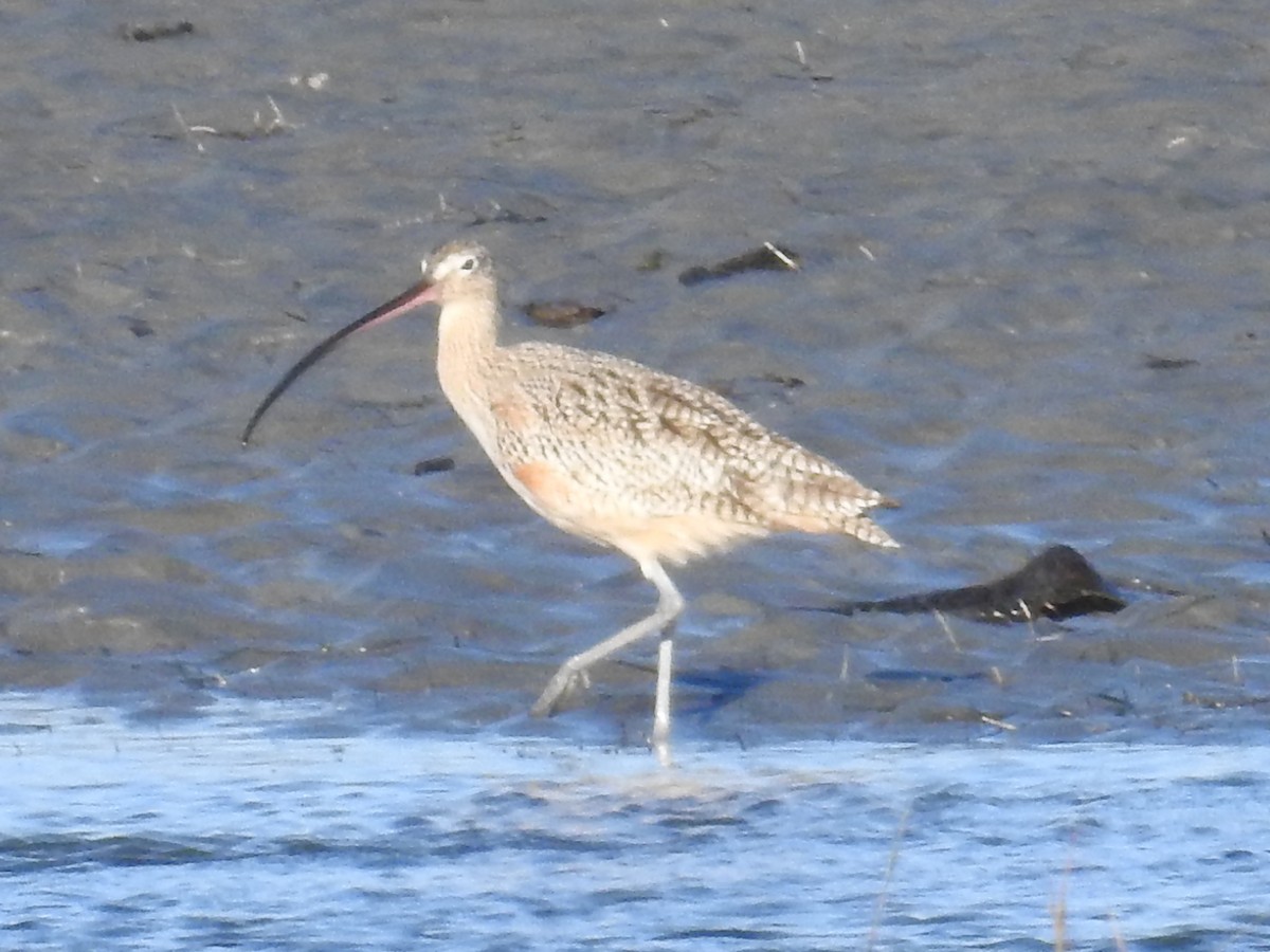 Long-billed Curlew - ML644272841