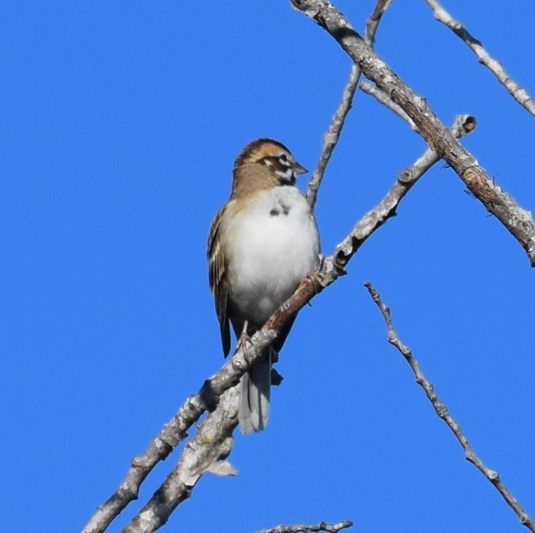 Lark Sparrow - ML644272855
