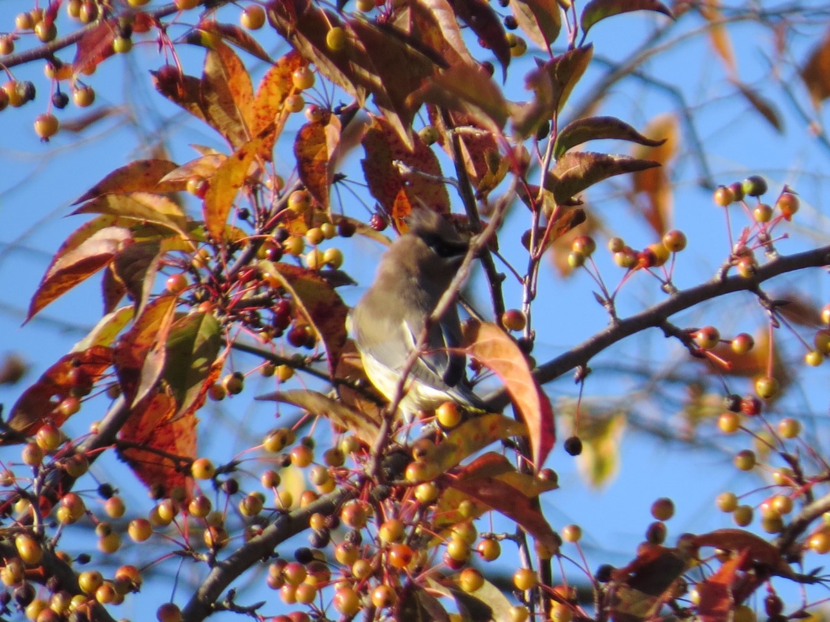 Cedar Waxwing - ML644272856