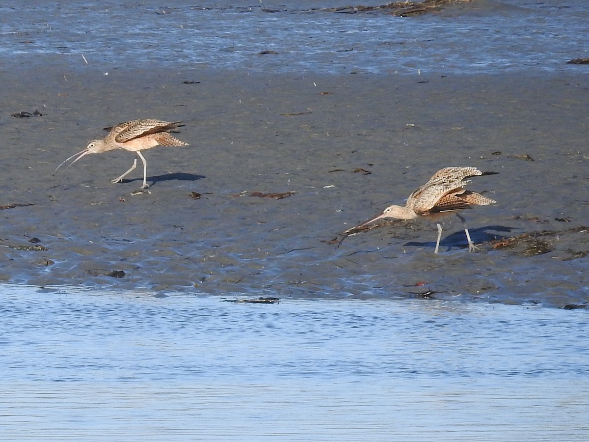 Long-billed Curlew - ML644272860