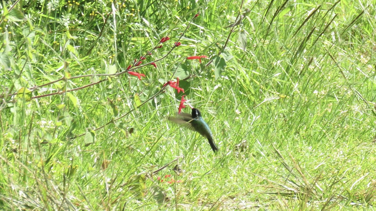 White-eared Hummingbird - ML644272883