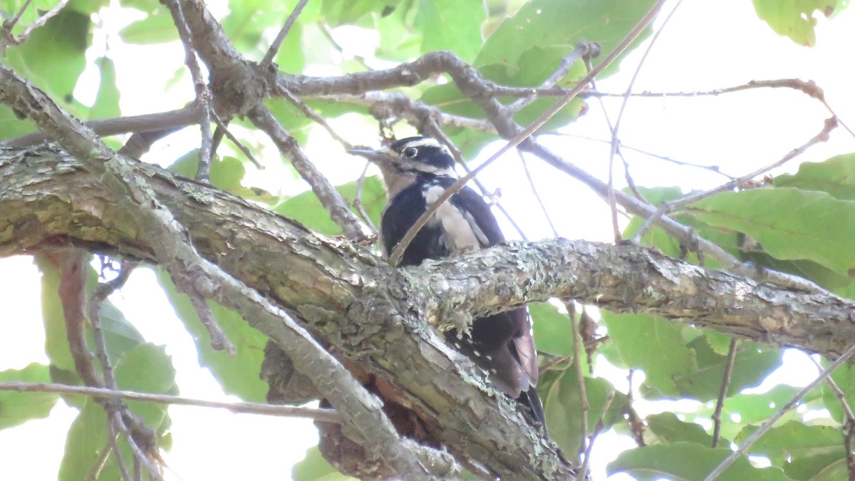 Hairy Woodpecker (South Mexican) - ML644272888