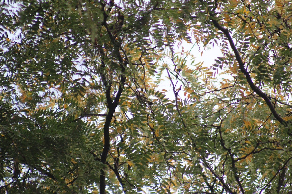 Kızıl Kuyruklu Ötleğen - ML644272895