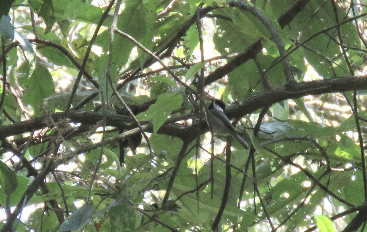 Mexican Chickadee - ML644272899