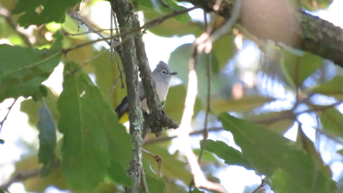 Gray Silky-flycatcher - ML644272911