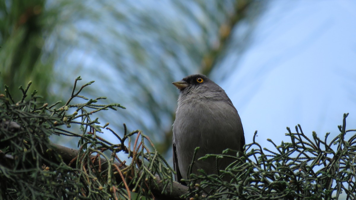 Yellow-eyed Junco (Mexican) - ML644272917
