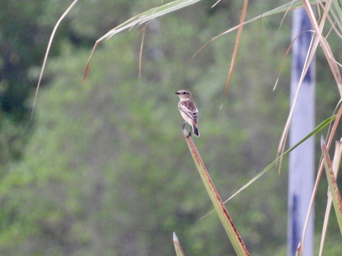 シベリアノビタキ - ML644272920