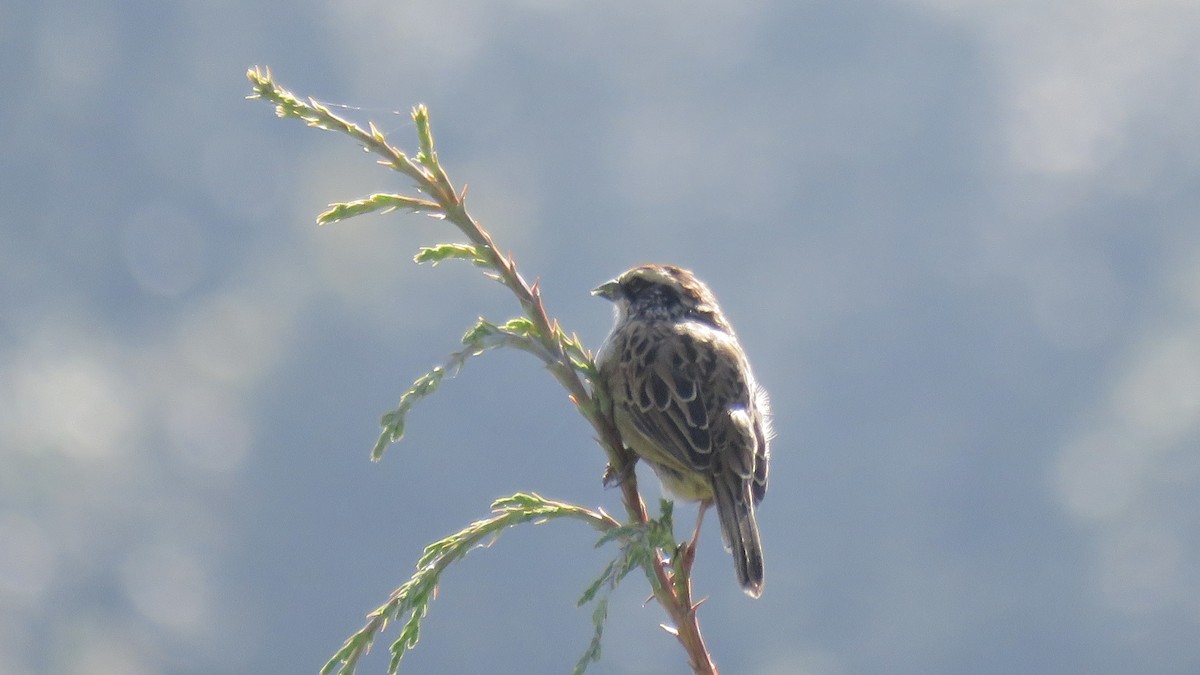 Striped Sparrow - ML644272926