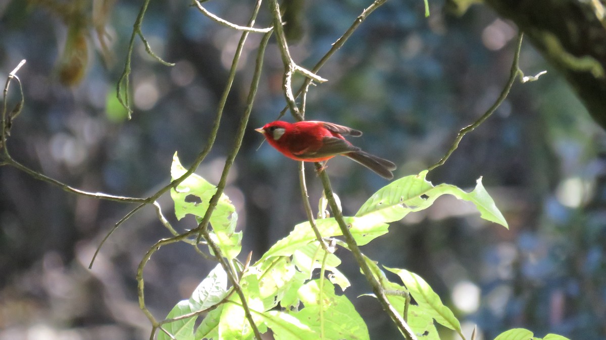 Red Warbler - ML644272933