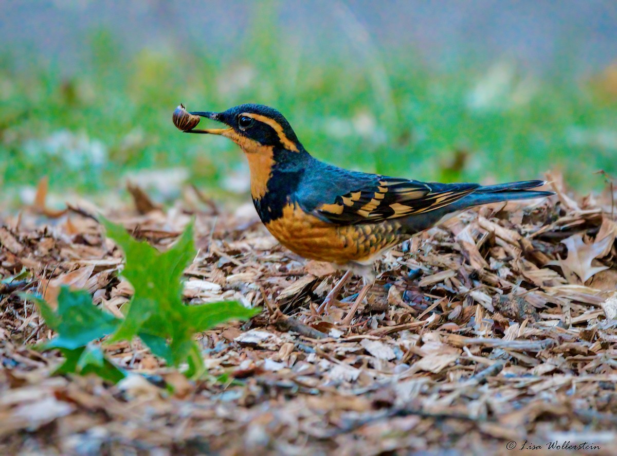 Varied Thrush - ML644272944