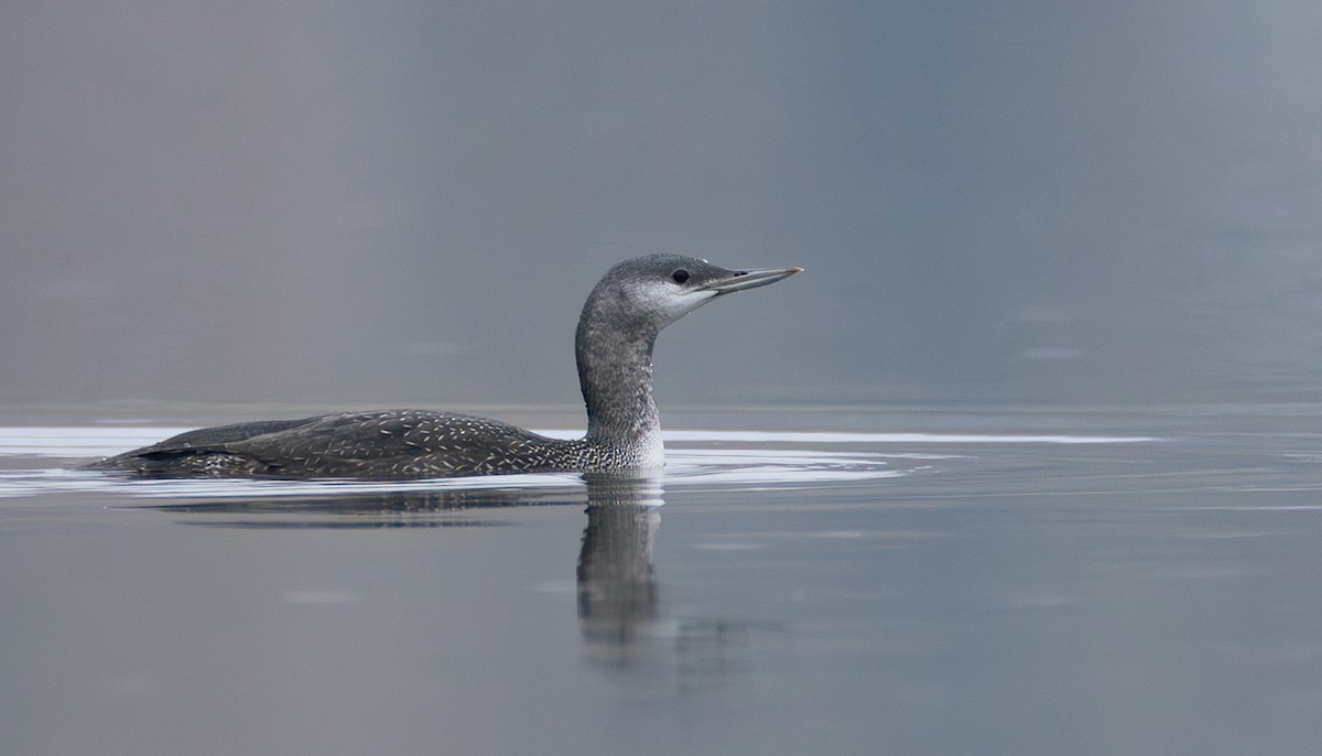 Plongeon catmarin - ML644272965