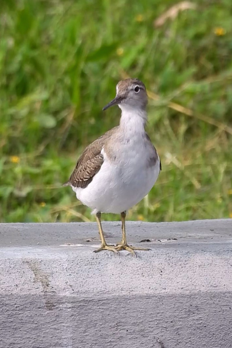 Spotted Sandpiper - ML644272966