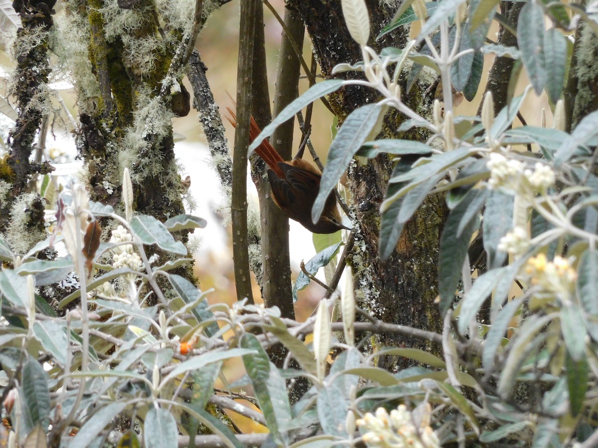 Tawny Tit-Spinetail - ML644272974