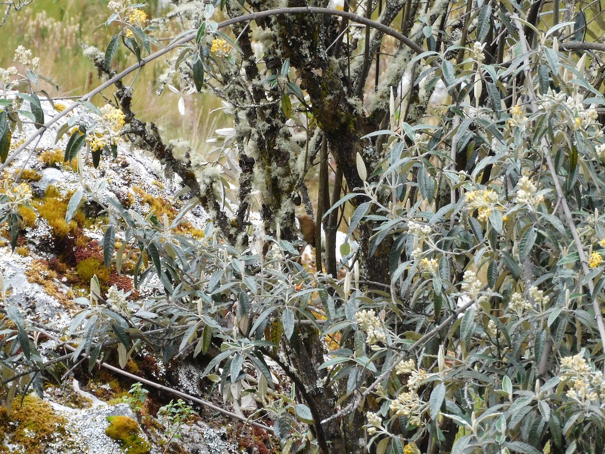 Tawny Tit-Spinetail - ML644272975