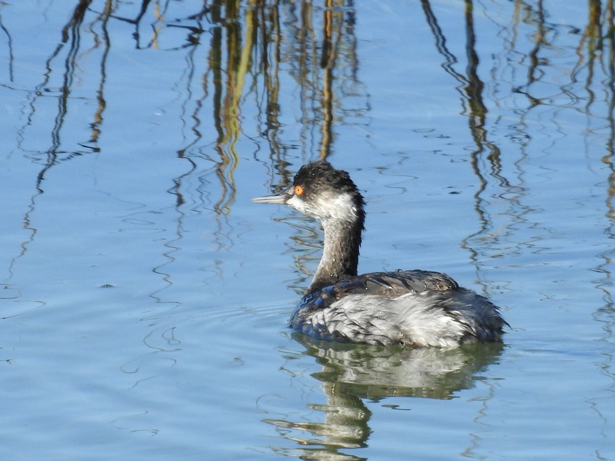 黑頸鸊鷉 - ML644272991