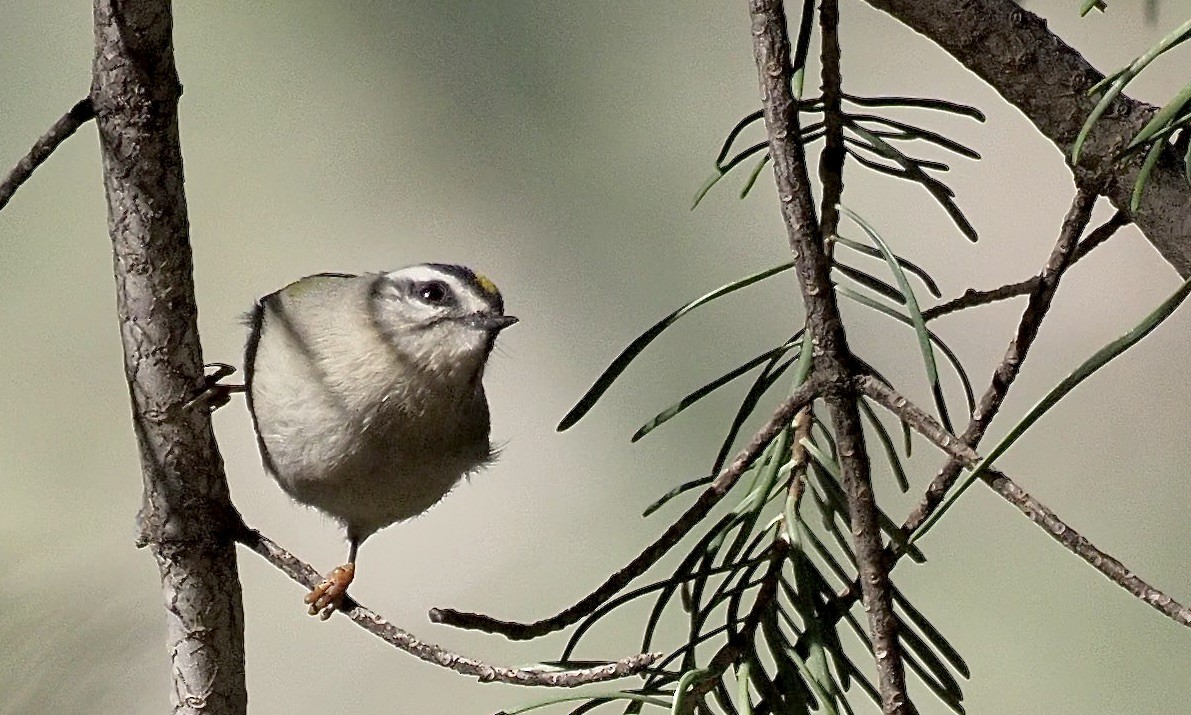 Golden-crowned Kinglet - ML644273006