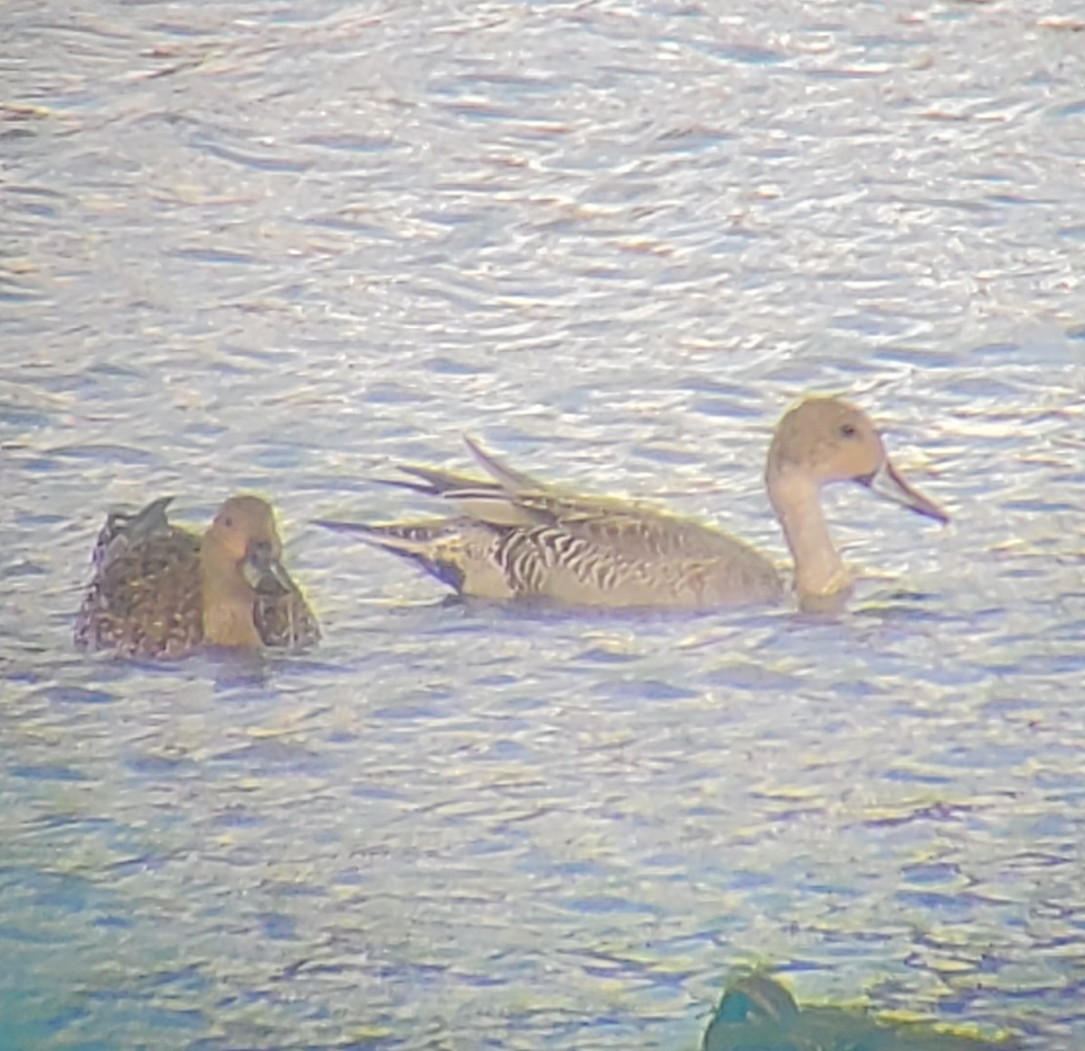 尖尾鴨 - ML644273009