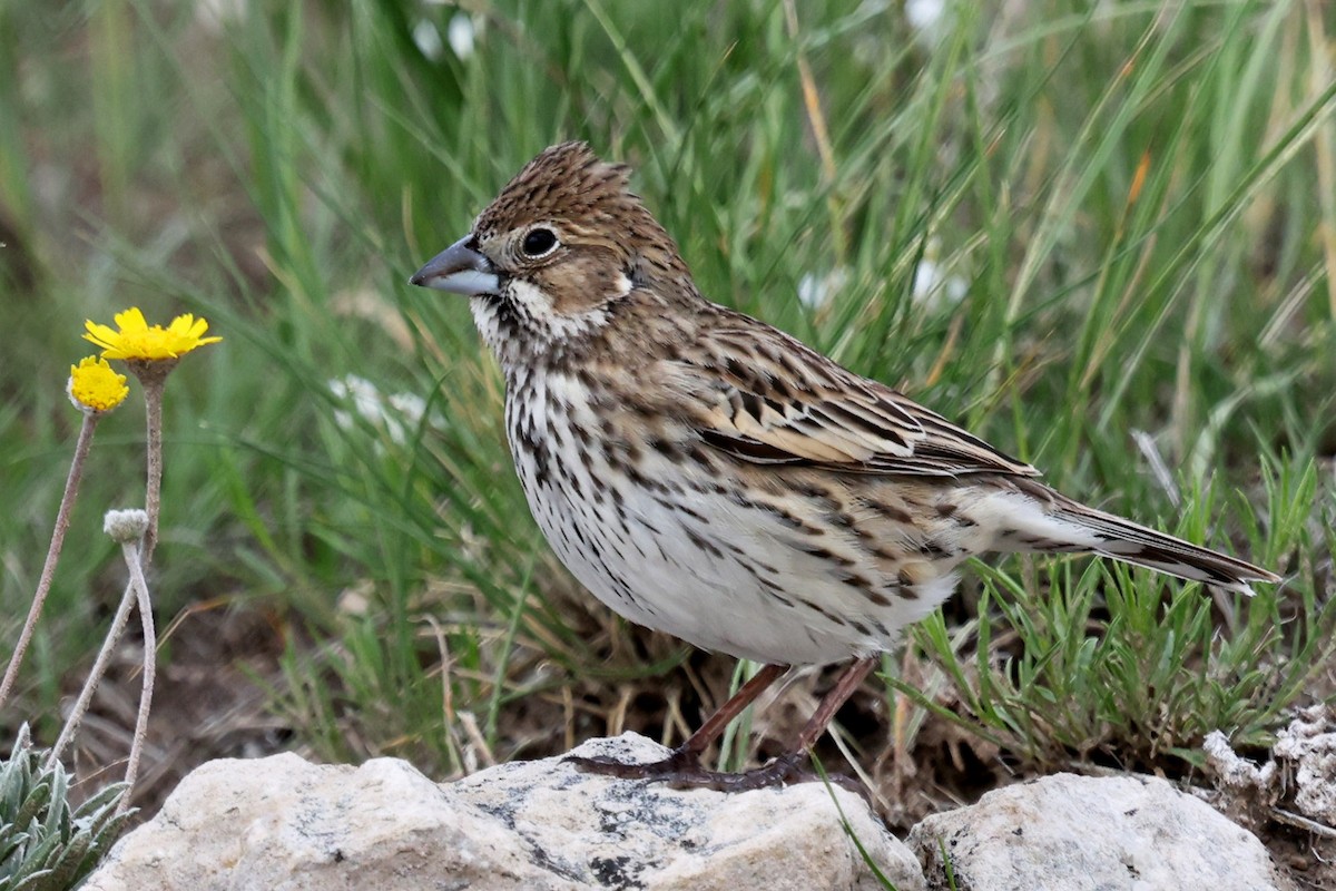 Lark Bunting - ML644273015