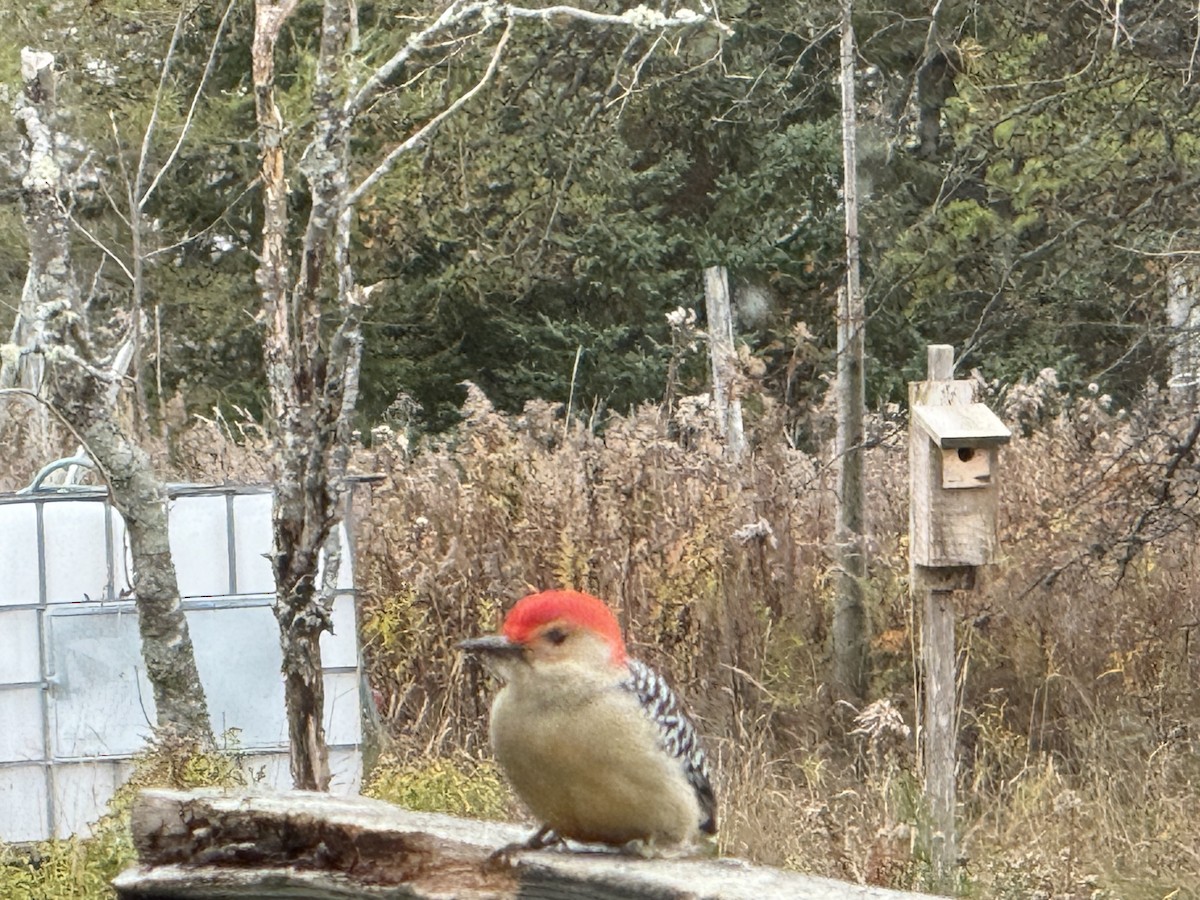 Red-bellied Woodpecker - ML644273021
