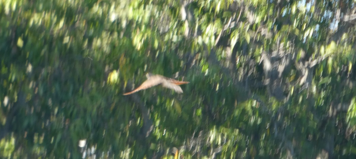 Pheasant Coucal (Pheasant) - ML644273036