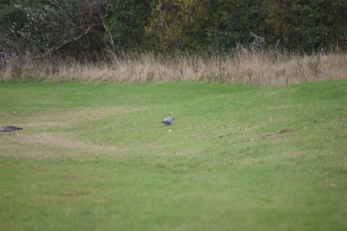 Tahtalı - ML644273050