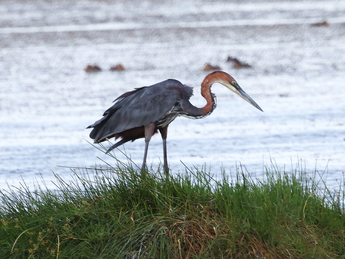 goliathegre - ML644273051