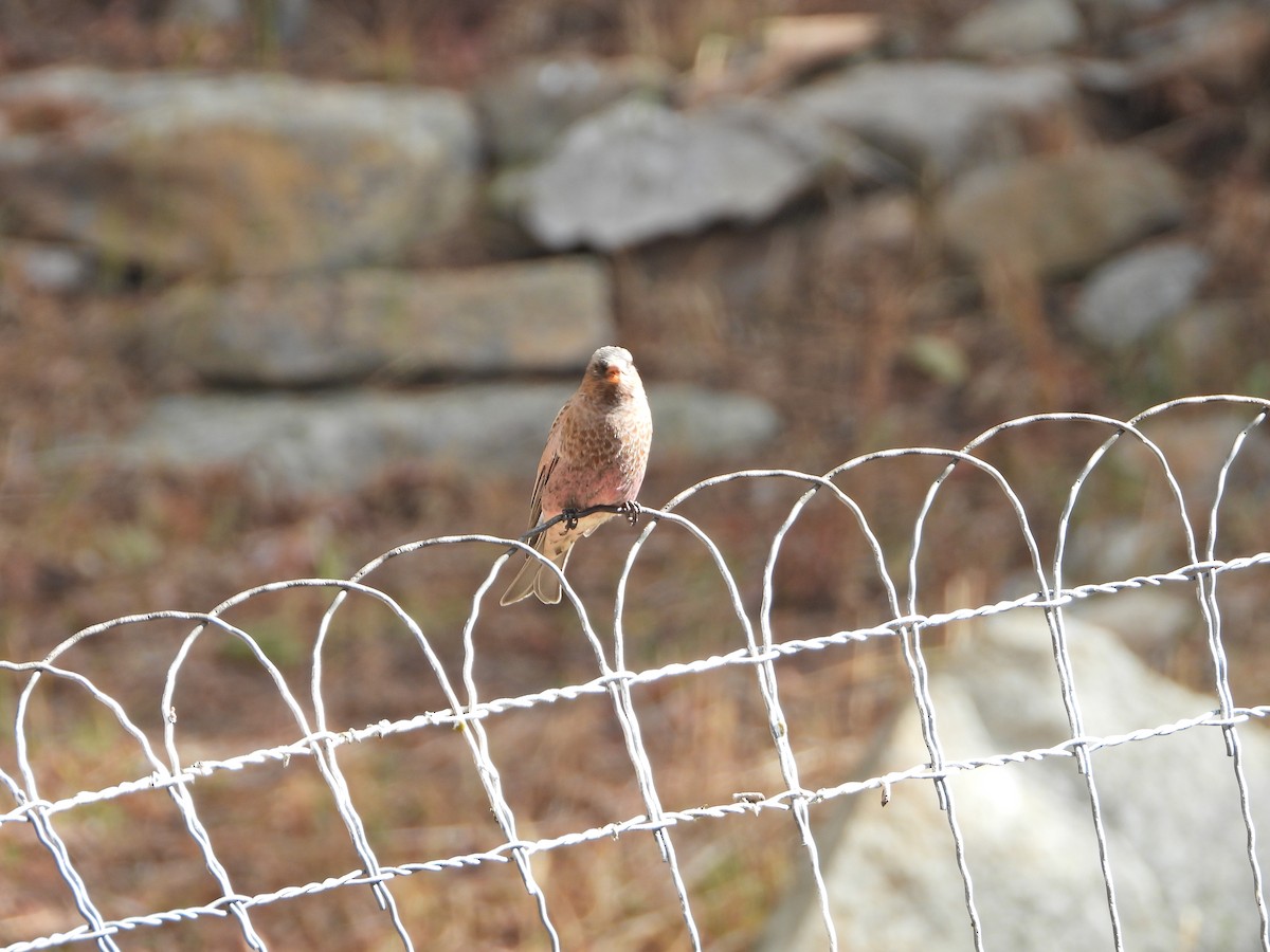 pěnkavice coloradská - ML644273060