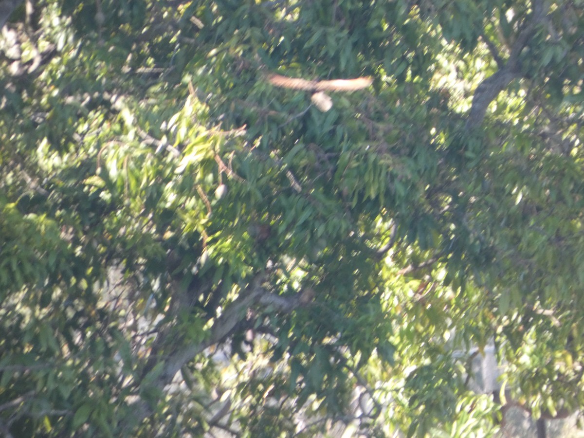 Pheasant Coucal (Pheasant) - ML644273062
