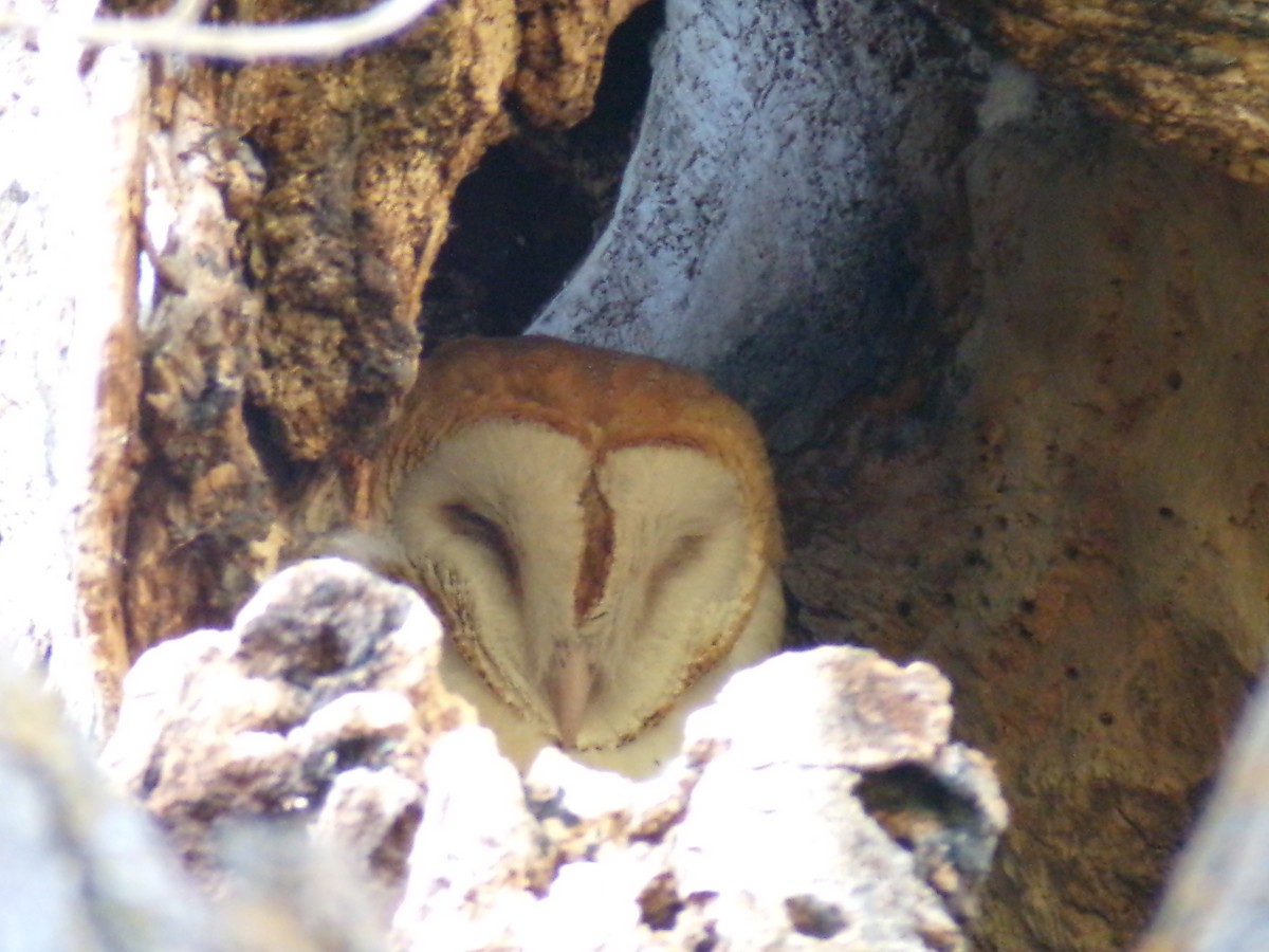 American Barn Owl - ML644273071