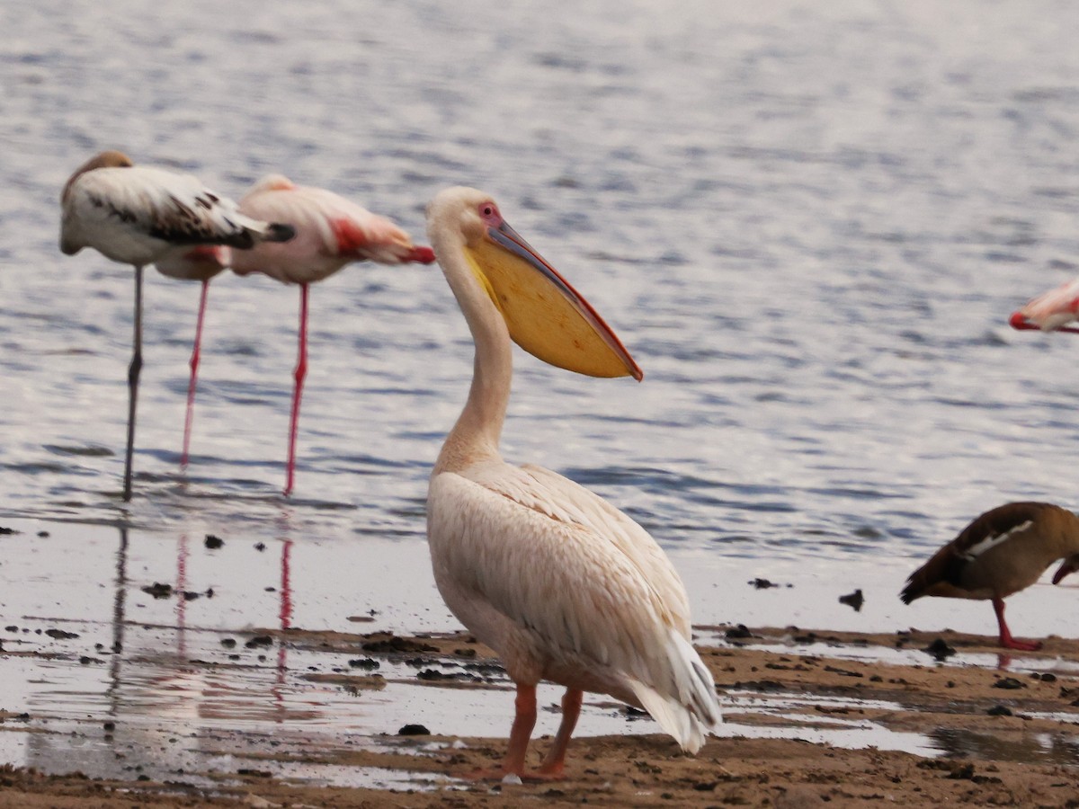 Great White Pelican - ML644273074