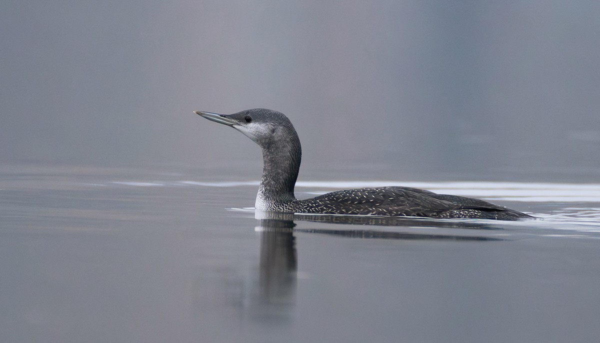 Plongeon catmarin - ML644273076