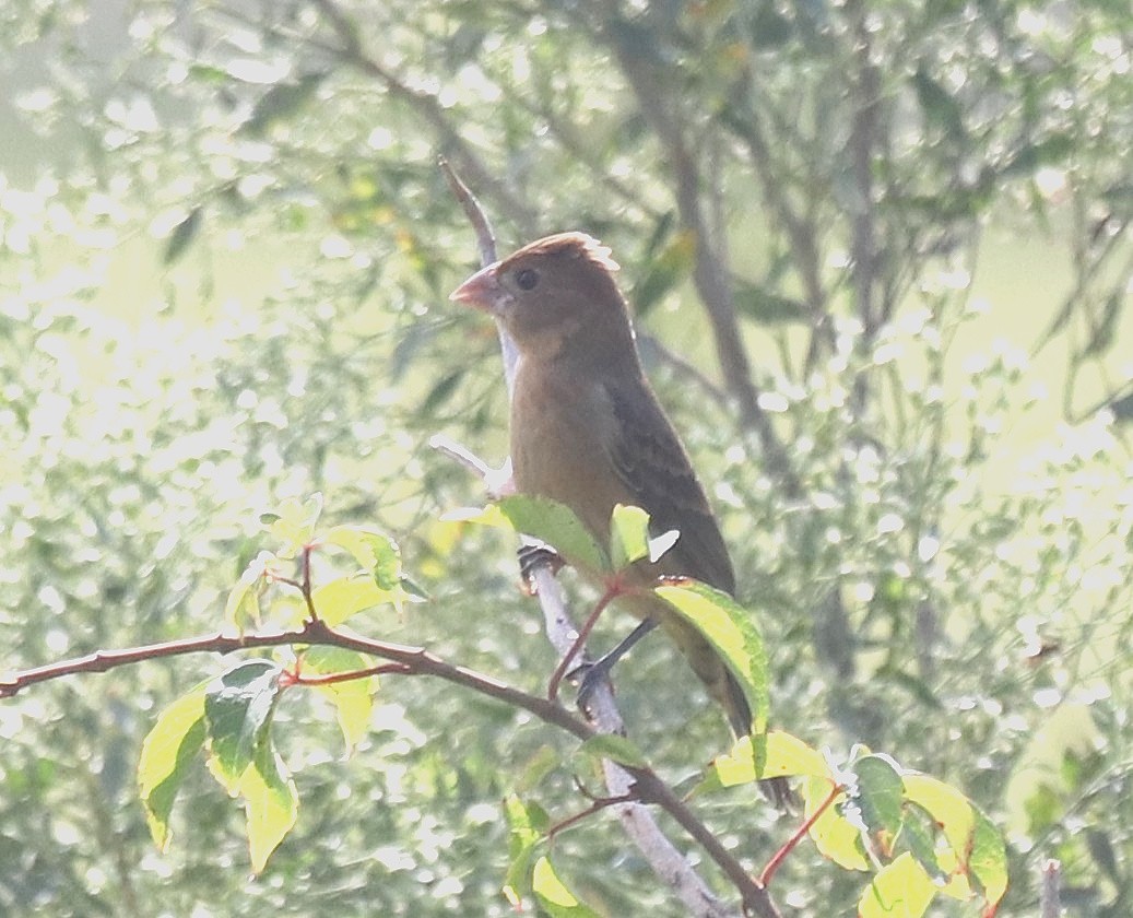 ルリイカル - ML644273088