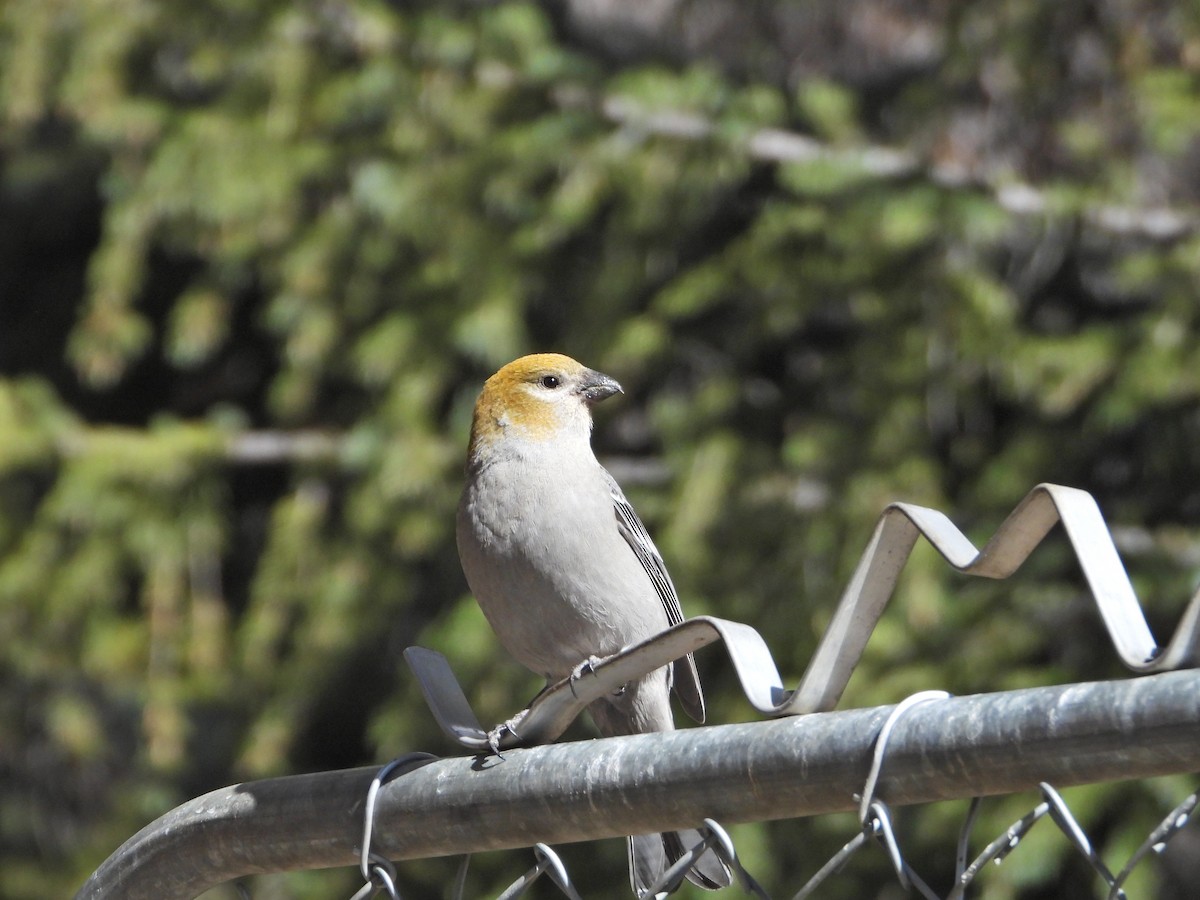 hýl křivčí - ML644273091