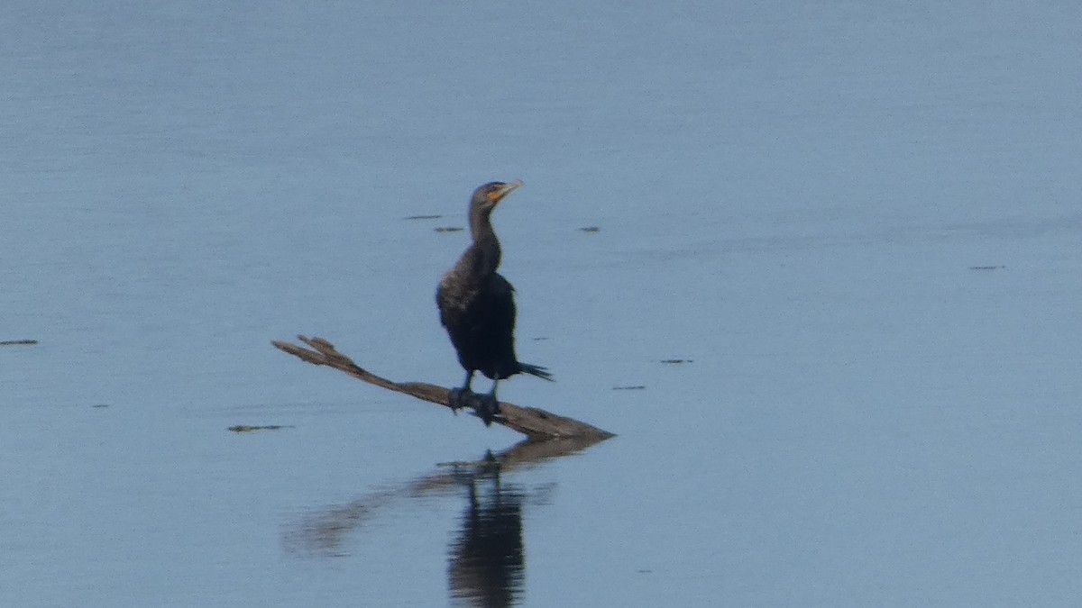 Cormorán Orejudo - ML644273102