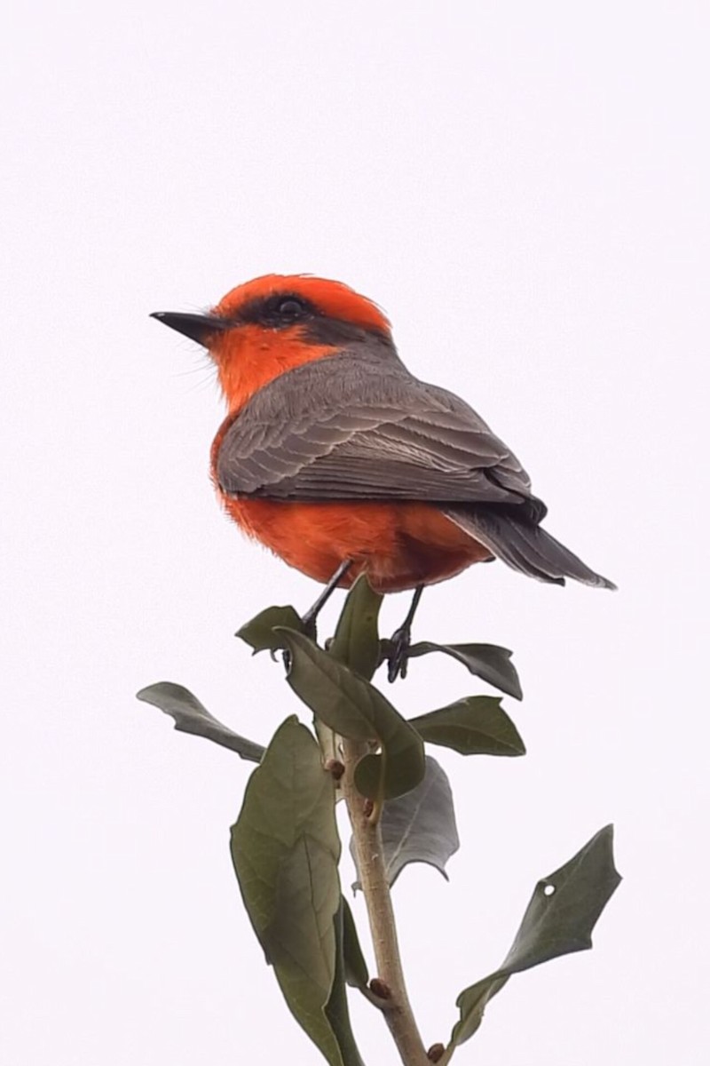 Vermilion Flycatcher - ML644273103