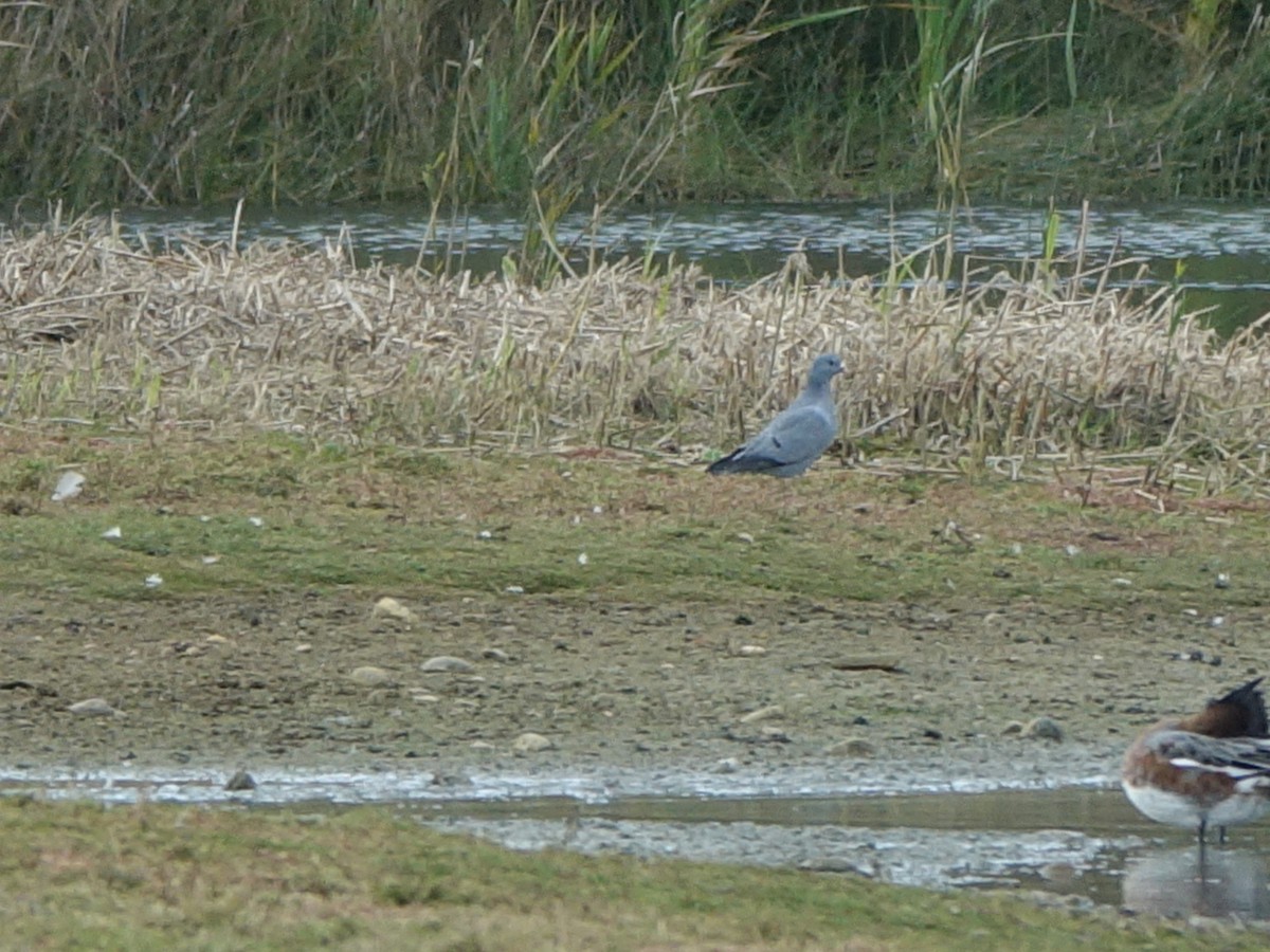 skogdue - ML644273105