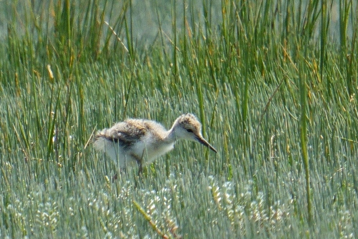 Zankaluze eurasiarra - ML644273106