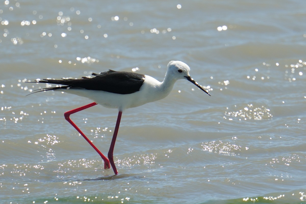 Zankaluze eurasiarra - ML644273107