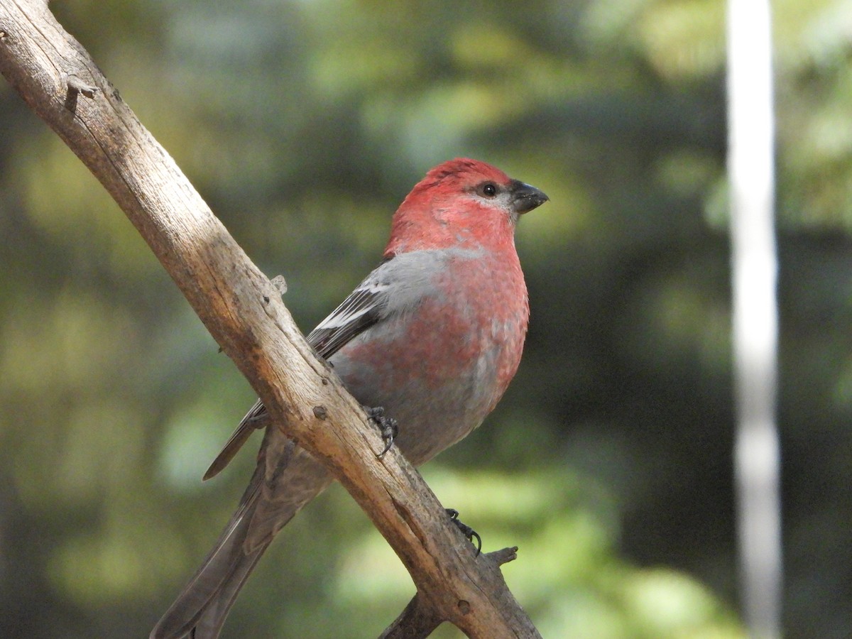 hýl křivčí - ML644273108