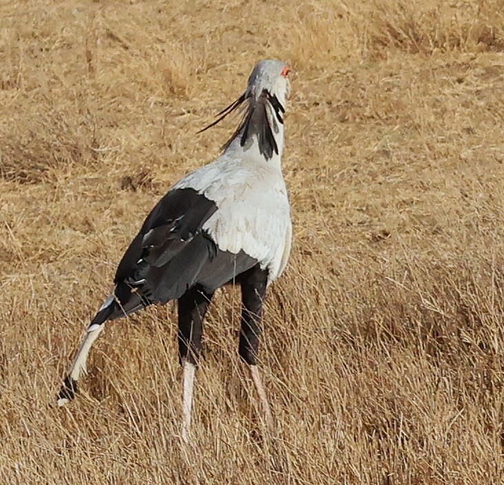 ヘビクイワシ - ML644273113