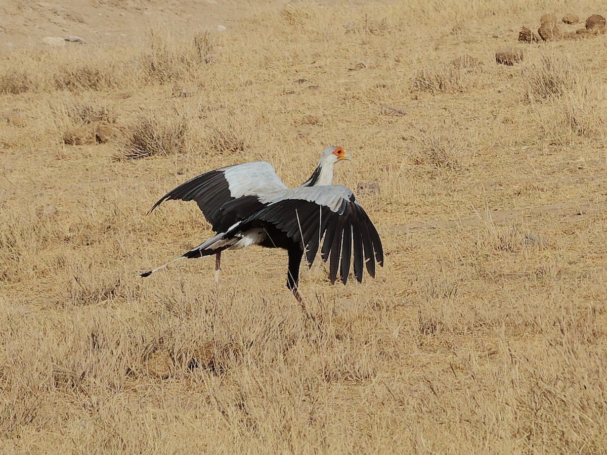 ヘビクイワシ - ML644273114