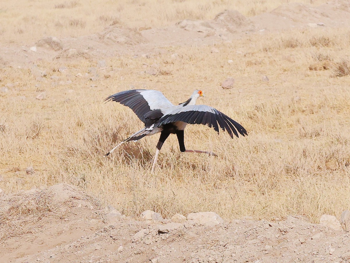 ヘビクイワシ - ML644273115