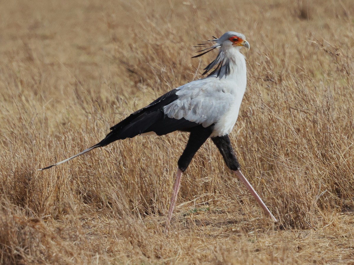 ヘビクイワシ - ML644273116