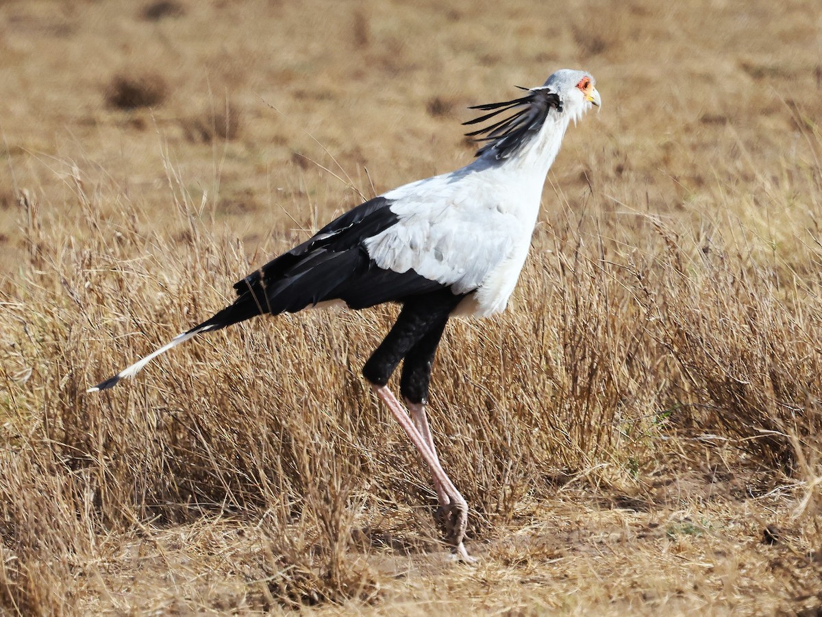 ヘビクイワシ - ML644273117