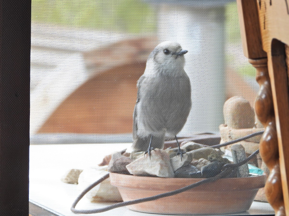 Mésangeai du Canada - ML644273131