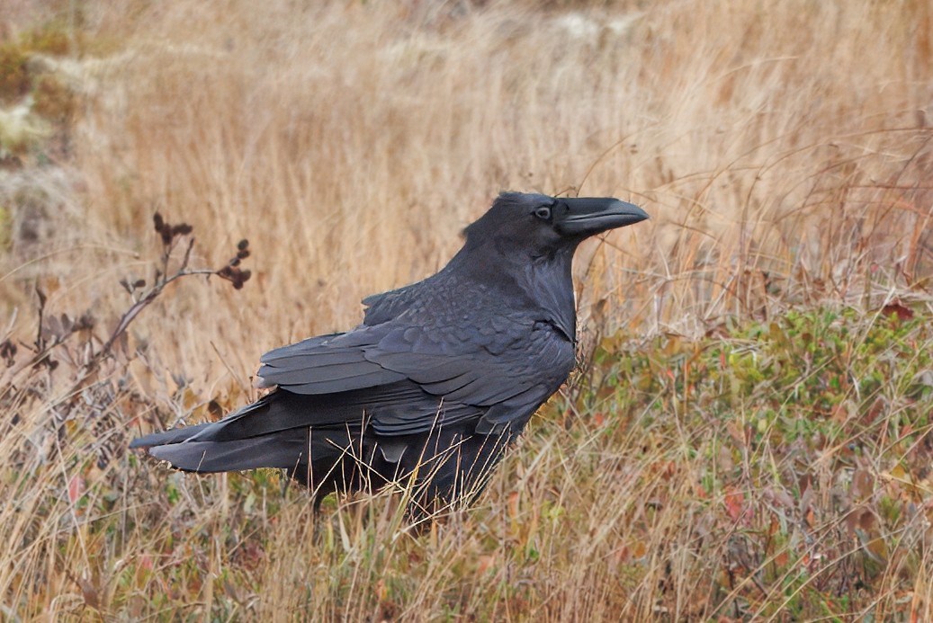 Cuervo Grande - ML644273132