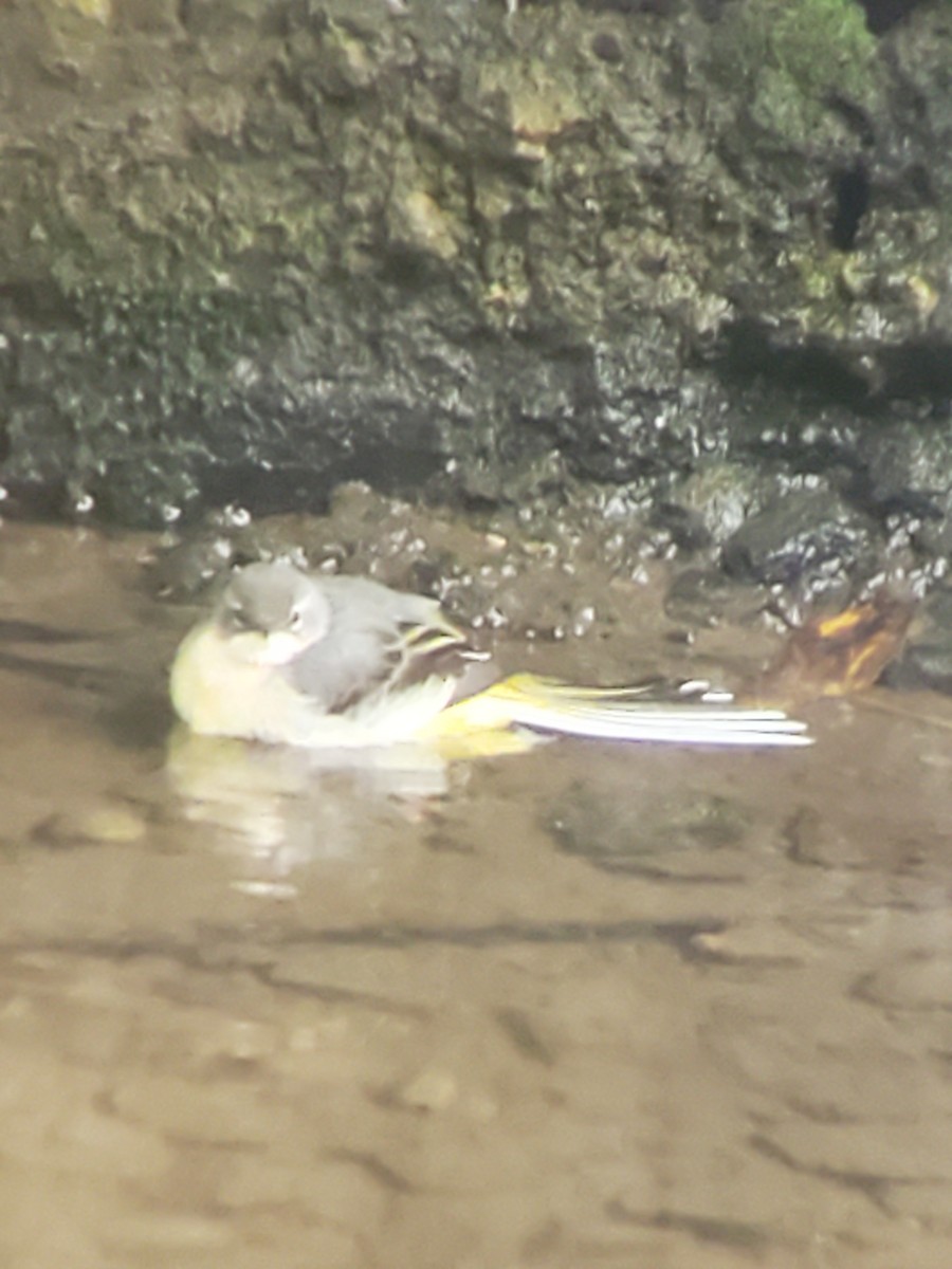 灰鶺鴒 - ML644273135