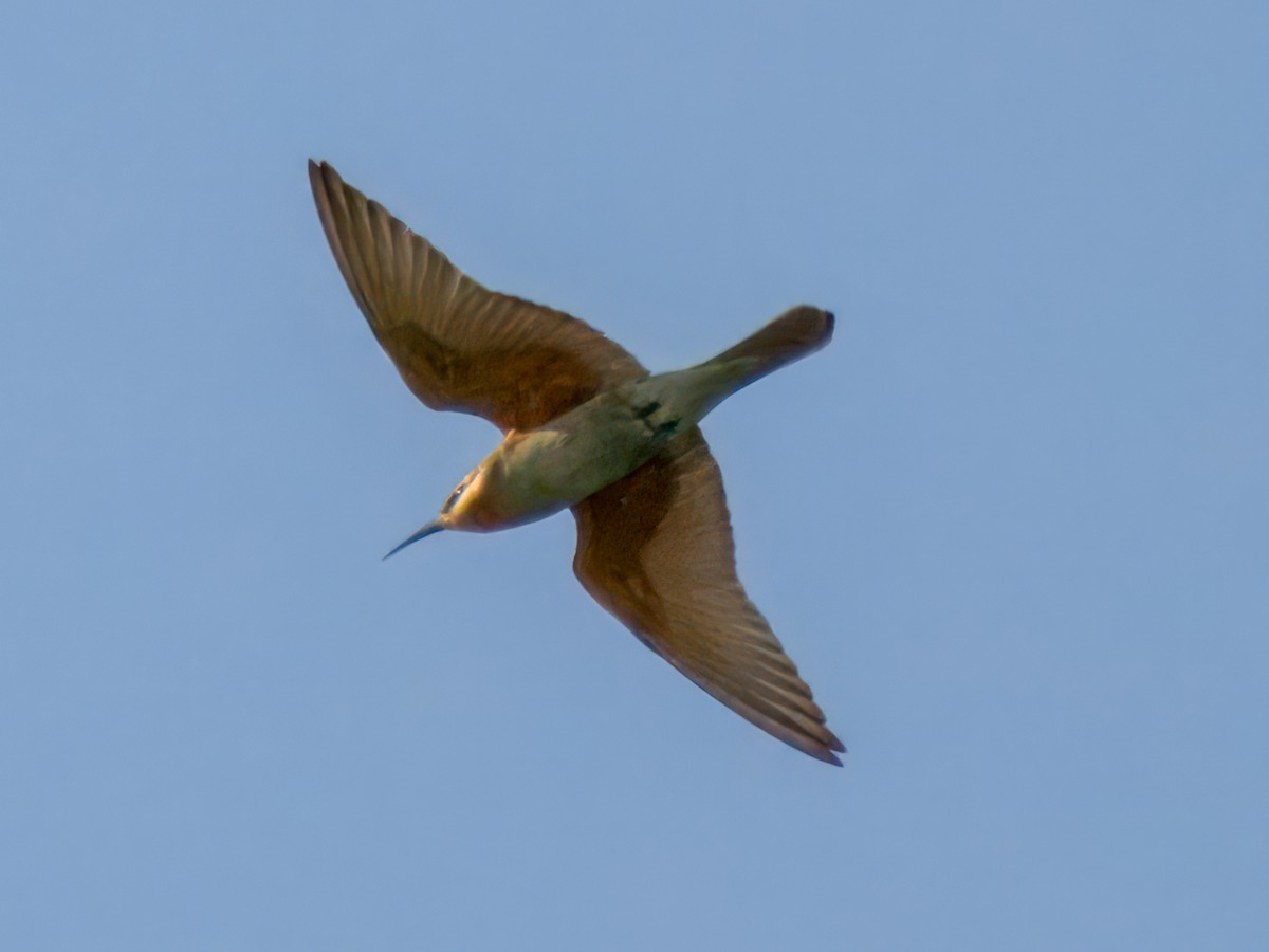 blåkinnbieter - ML644273136