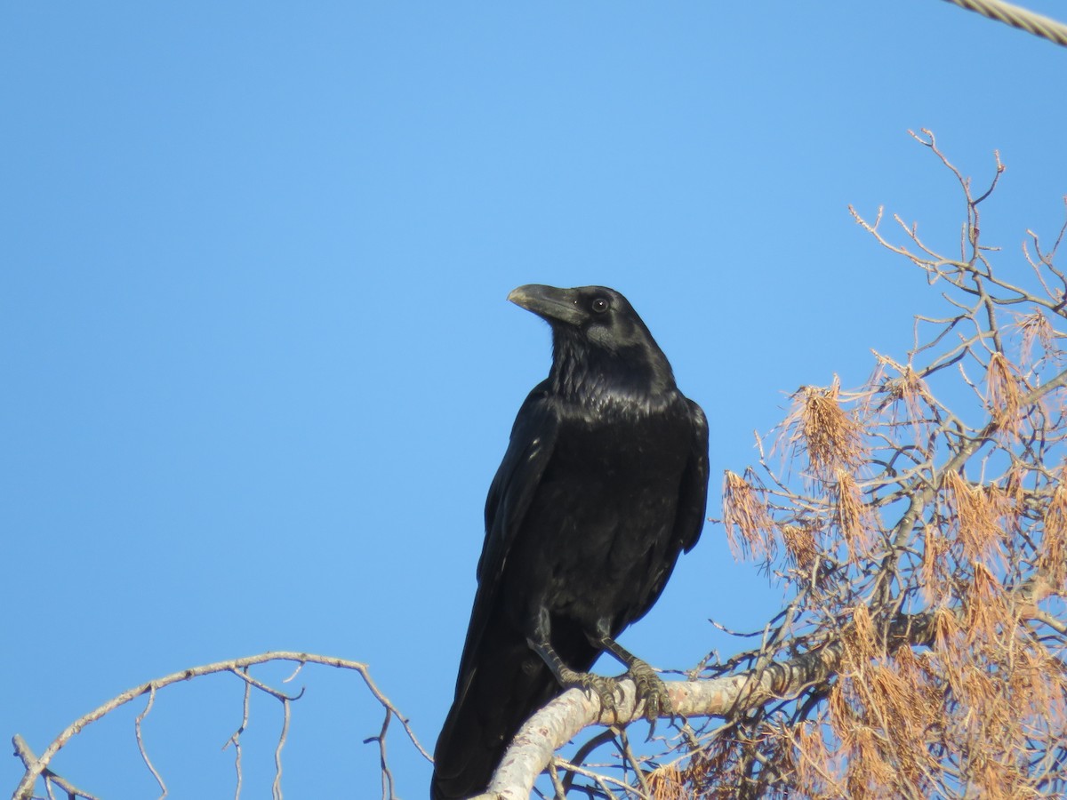 Cuervo Grande - ML644273139